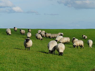 herd of sheep on green grass field during daytime thumbnail