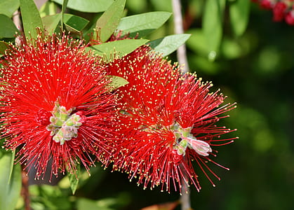 red flowered plant thumbnail