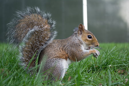 squirrel standing on grass thumbnail