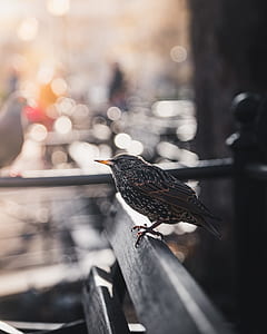 focus photography of small bird on the wooden bench thumbnail