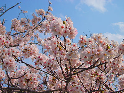 white and red flowers during daytime thumbnail