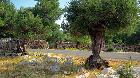 The European Olive, Tree thumbnail