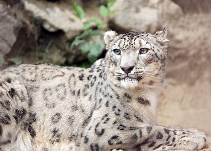 black and gray leopard thumbnail