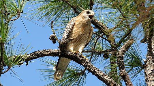 short-beak gray bird perched on tree branch during daytime thumbnail