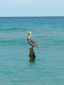 gray and white flamingo standing on stone thumbnail