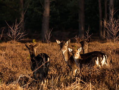 four deer on grass at daytime thumbnail