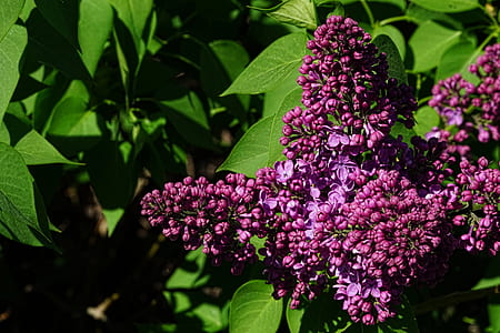 purple cluster flowers thumbnail