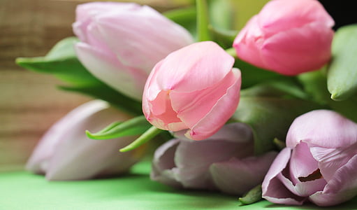 close-up photo of tulip flowers thumbnail