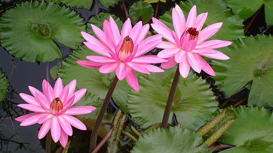 pink petaled flower on body of water thumbnail