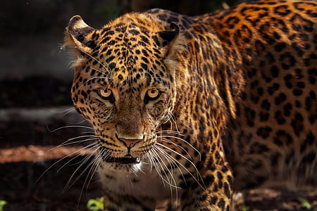 macro photography of black and brown leopard thumbnail