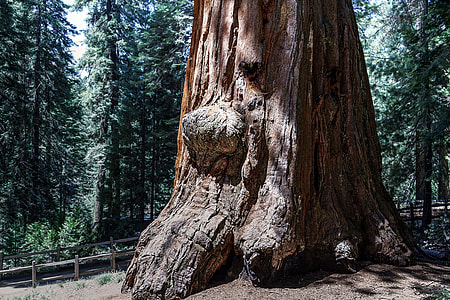 Sequioa Tree, Sequioa National Park thumbnail