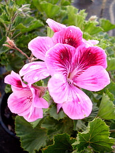 macro shot photography of pink flowers thumbnail