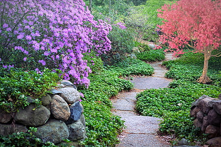 red and purple plants thumbnail