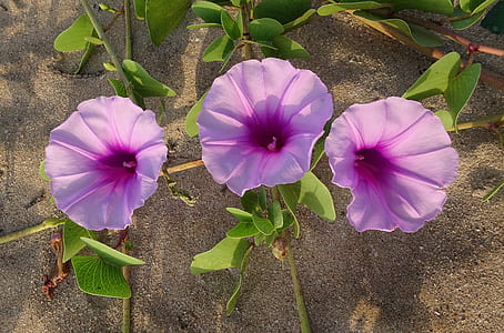 close-up photo of three purple petaled flowers thumbnail