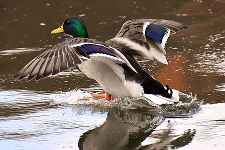 mallard duck in water thumbnail