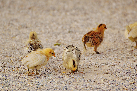 selective focus photography of four chicks on ground thumbnail