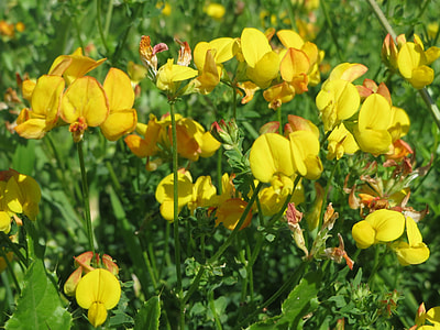 Lotus Corniculatus thumbnail