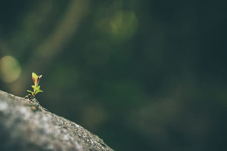 selective photography of green leafed plant thumbnail