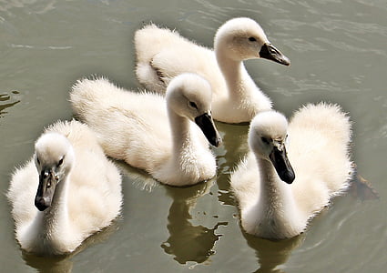 four ducklings on body of water thumbnail