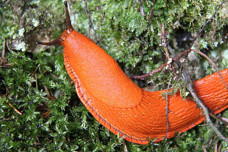 closeup photo of orange snail on green moss thumbnail