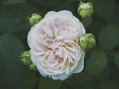 macro photography of white peony flower thumbnail