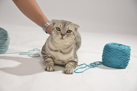gray Classic tabby cat held at the back by a person in between yarn spools thumbnail