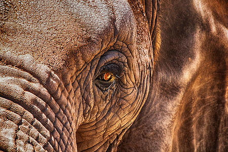 close-up photography of elephant thumbnail