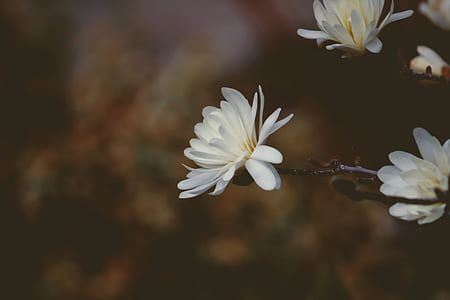 white Xeranthemum flower macro photography thumbnail