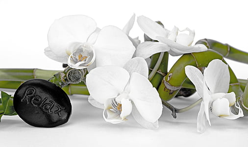 shallow focus of white orchid on white table thumbnail