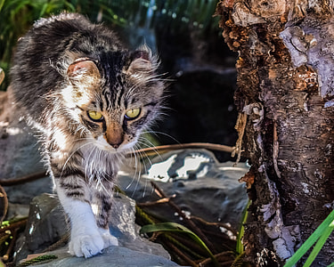 brown tabby cat on stone thumbnail