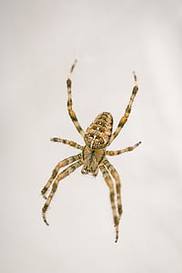 macro photography of brown angulate orbweaver spider thumbnail