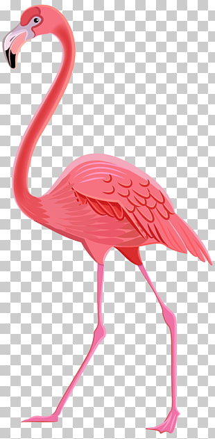 Flamingos Bird , Flamingo Transparent PNG clipart