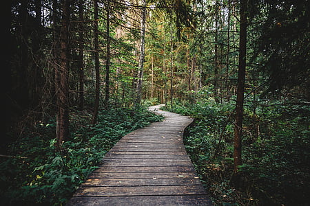 brown wooden pathway near trees thumbnail