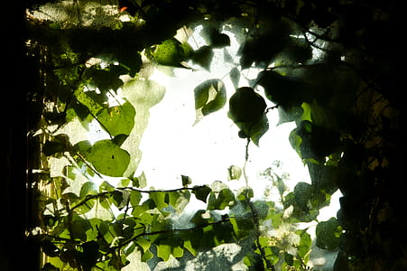 green ovate leaf plant thumbnail