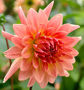 focus photography of pink cluster petaled flowers thumbnail