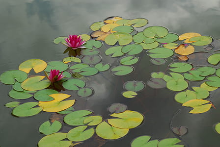green water lily on waterl thumbnail
