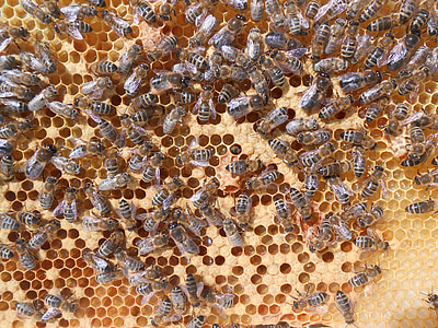 honey bees on honeycomb thumbnail