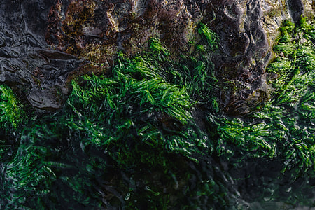 Seaweed covering a rocky beach thumbnail