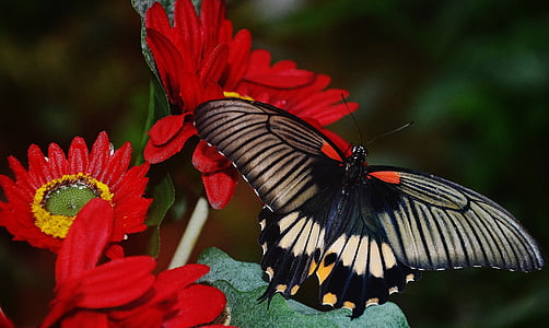 closeup photo of great mormon butterfly perched on red cluster flower thumbnail
