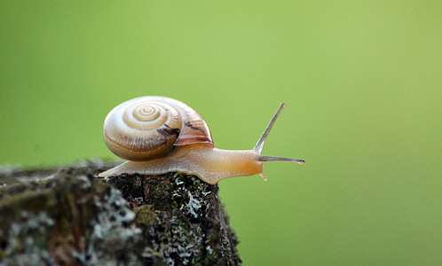 selective focus photography of brown snail thumbnail