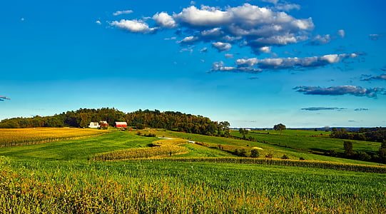 corn field during daytime thumbnail