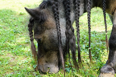 black and brown horse eating grass thumbnail