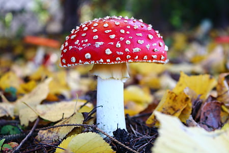red and white mushroom thumbnail