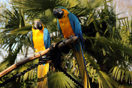 shallow photography of multicolored parrots thumbnail
