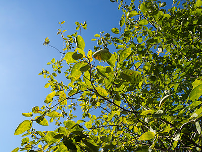 green leaf tree thumbnail