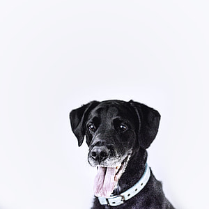 black dog with white collar thumbnail