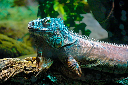 selective focus photography green iguana thumbnail