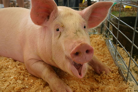 pig on soil inside gray cage thumbnail