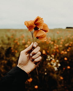 flower, hold, hand, orange thumbnail