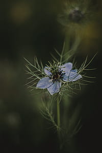 shallow focus photography of blue flower thumbnail